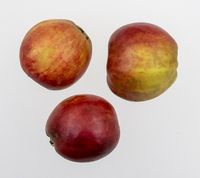 Karen Hanses æble 1